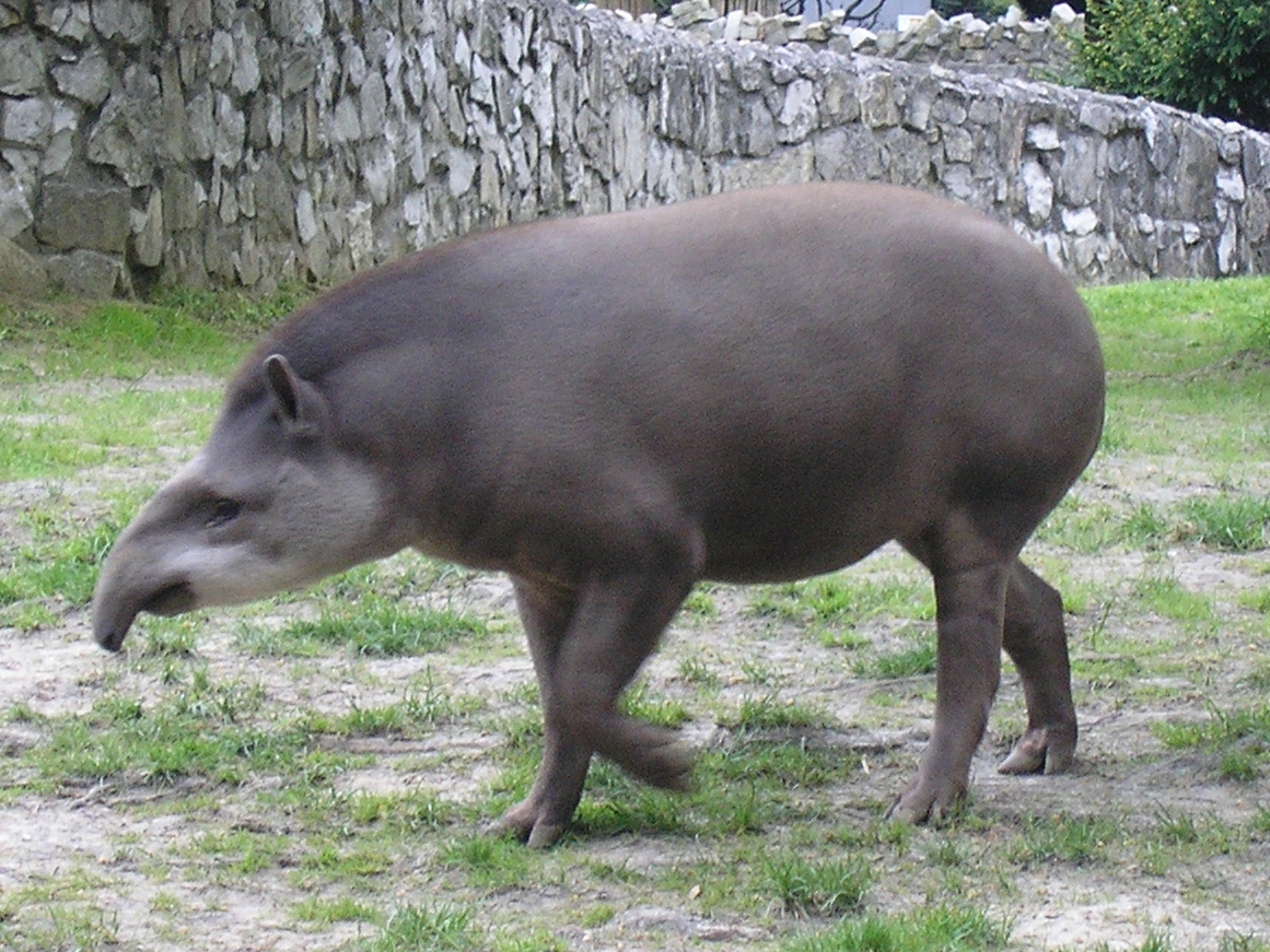 Tapir i Sydamerika